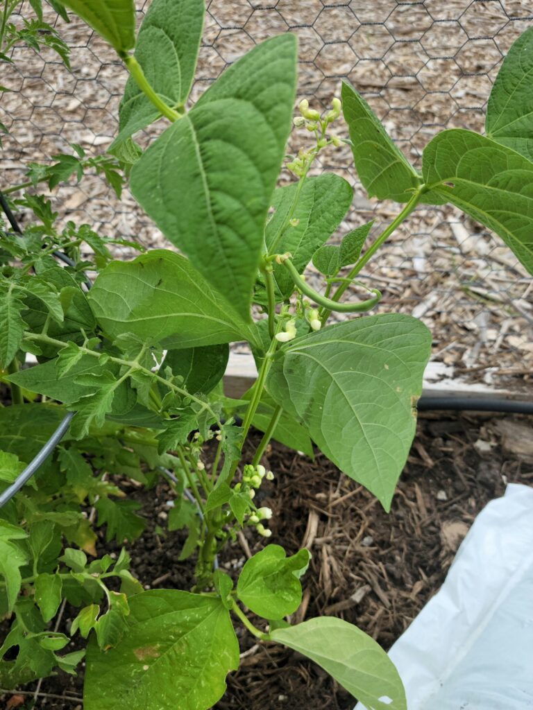 green bean on a bean plant
